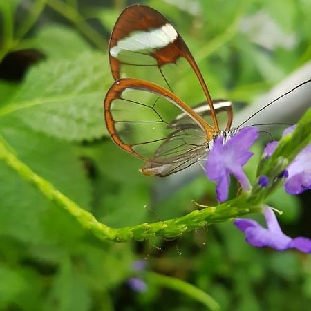 The Butterflies Wood House Reshafim Exterior foto