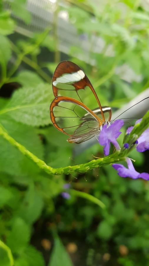 The Butterflies Wood House Reshafim Exterior foto